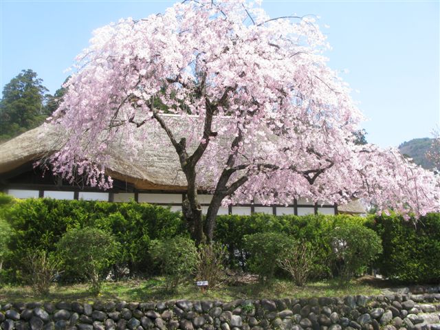 Cherry Blossom